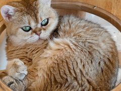 -有喵·猫咖·狗咖·30几只猫10只小狗(岗厦店)