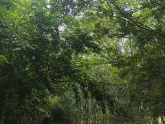 -郑州植物园