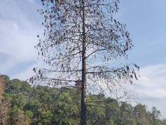 -深圳仙湖植物园