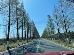 -黄海国家森林公园