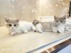 -momokira米努特·德文卷毛猫·棉花面纱犬