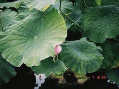 -大理洱源西湖景区