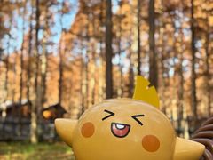 -黄海国家森林公园