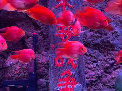 -北海海底世界