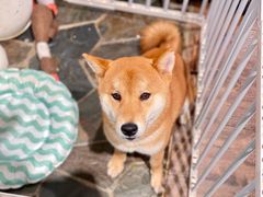 -酷以爬仙阁实体爬宠店·守宫·蜥蜴·专业繁育