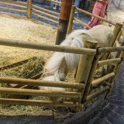 -Zoolung Zoolung动物主题公园(海信广场店)