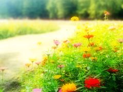 -上海共青森林公园