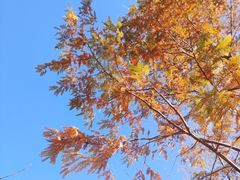 -白水寺森林公园