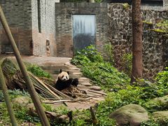 -都江堰中华大熊猫苑
