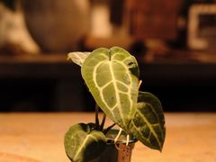 -自由生长植物工作室(深港花卉中心店)