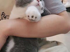 -lincat·猫舍(广州店)
