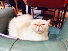 -猫色咖啡·猫咖