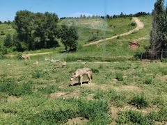 -鄂尔多斯野生动物园