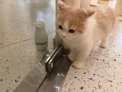 -猫域·湾主题猫咖·宠物吧(南坪城市广场店)
