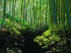 -蜀南竹海景区
