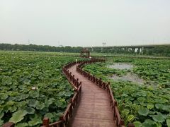 -荷塘月色湿地公园·向阳花洲