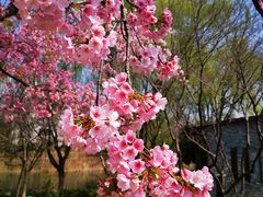 -白塘生态植物园