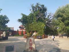-大槐树寻根祭祖园