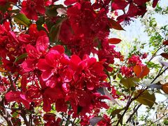 -大兴滨河森林公园