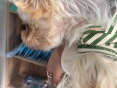 -瑞派福兴宠物医院犬猫全科·骨科·中西医结合(河东店)