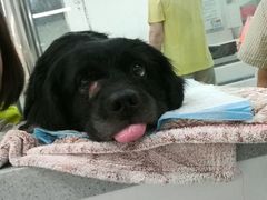 -达爱动物医院·犬猫分区·CT·复杂眼科(远洋山水分院)