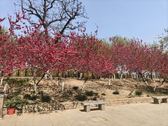 -桃花堤公园