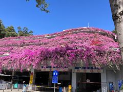 -深圳仙湖植物园