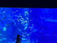 -江和美海洋公园