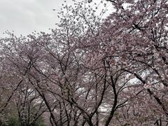 -苏州上方山国家森林公园