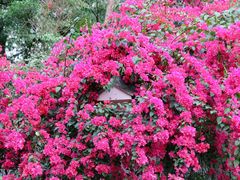 -深圳国际园林花卉博览园