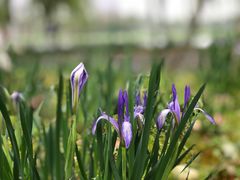 -洋湖国家湿地公园