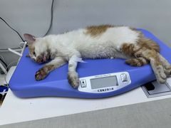 -拜鲁耶动物诊疗中心·宠家动物医院