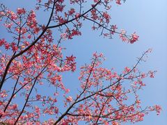 -深圳湾公园(南山区)