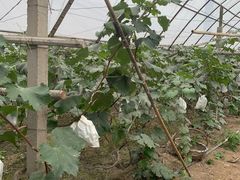 -马陆小张葡萄园农家乐