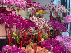 -溪岸路花鸟市场