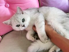 -猫大福·Fortune Cat猫舍(百子湾店)