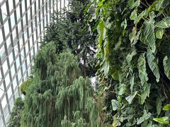 -新加坡植物园