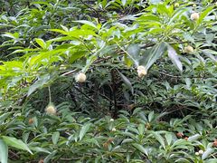 -雁荡山三折瀑景区