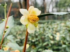 -茅家埠