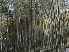 -镇江市南山风景名胜区竹林景区