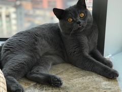 -Catmate·猫肥家润(金润铂宫店)