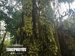 -清溪大王山森林公园