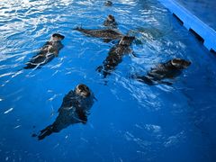-石家庄极地海洋世界