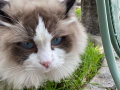 -喵屿·大理花园猫咖