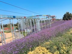 -北纬44度·金珠花海休闲农业旅游景区