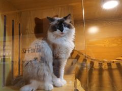 -猫十亿·布偶金渐层·曼基康矮脚猫舍(青年路店)
