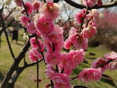 -花开海上生态园