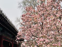 -潭柘寺景区