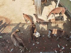 -西霞口神雕山野生动物世界