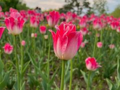 -长春公园(普阳街道)